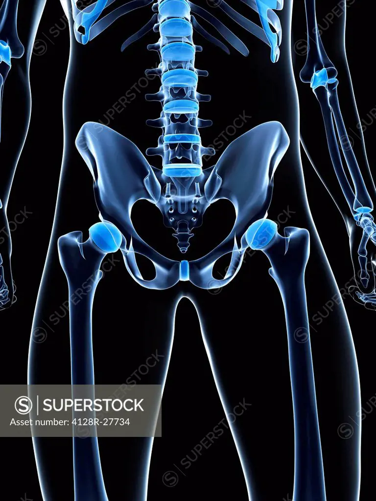 Male pelvis bones, computer artwork.