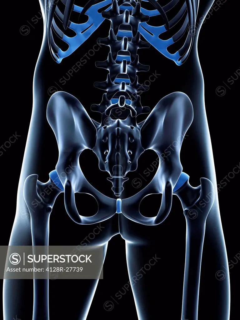 Male pelvis bones, computer artwork.