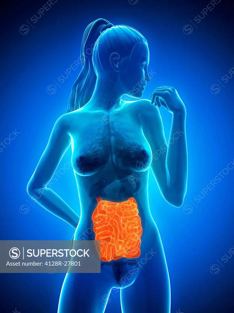 Healthy small intestines, computer artwork.