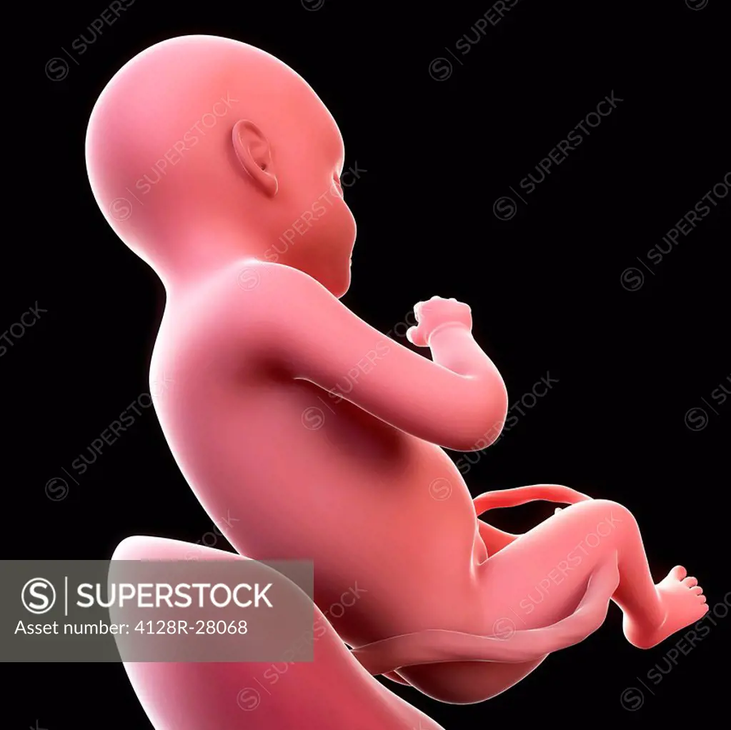 Foetus at 35 weeks, computer artwork.