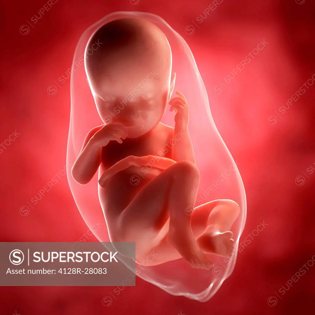 Foetus at 37 weeks, computer artwork.