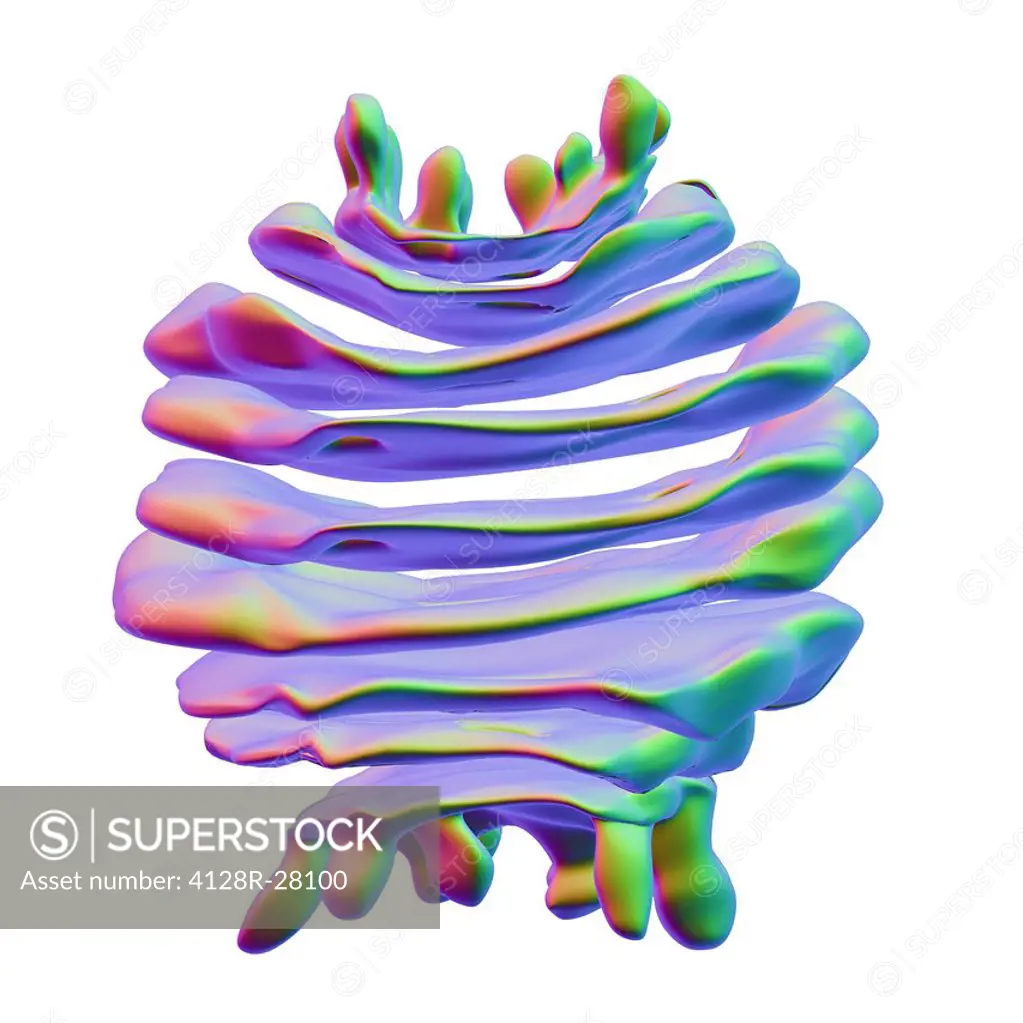 Computer artwork of the Golgi apparatus of the human cell. This organelle functions as a central delivery system for the cell. Its primary function is...