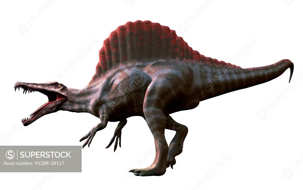 Spinosaurus (meaning 'spine lizard') was arguably the largest known meat-eating dinosaur. It was longer even than Tyrannosaurus and Giganotosaurus at,...