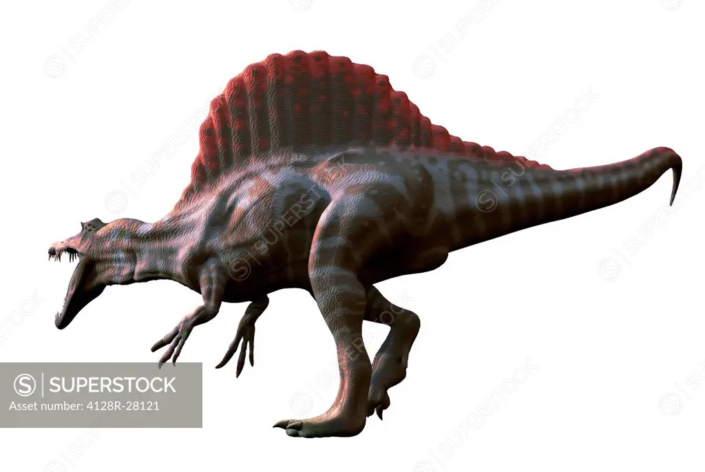Spinosaurus (meaning 'spine lizard') was arguably the largest known meat-eating dinosaur. It was longer even than Tyrannosaurus and Giganotosaurus at,...