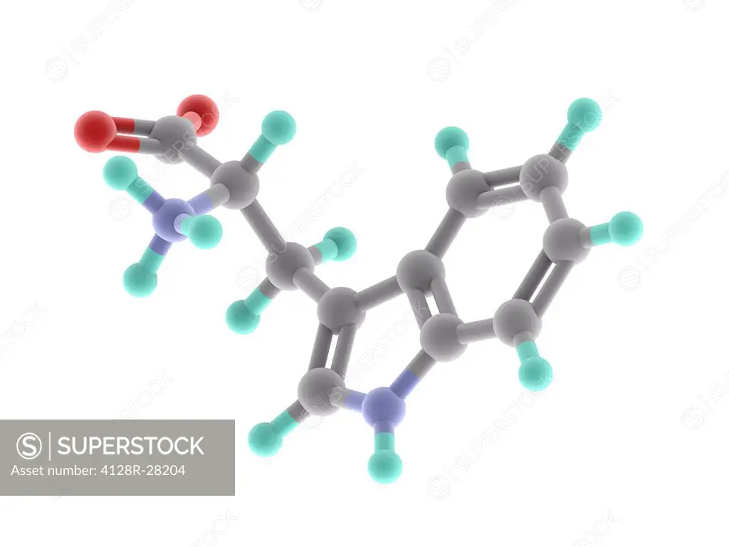 Tryptophan, molecular model. Essential amino acid and one of the 20 standard amino acids. Atoms are represented as spheres and are colour-coded: carbo...