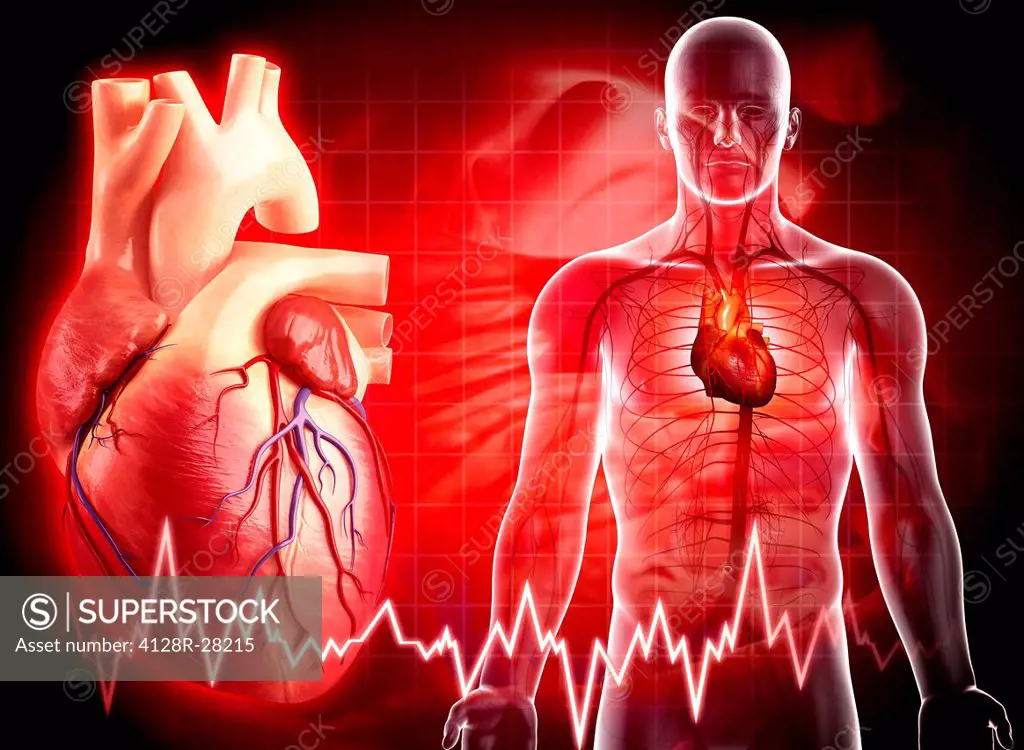 Human heart, computer artwork.