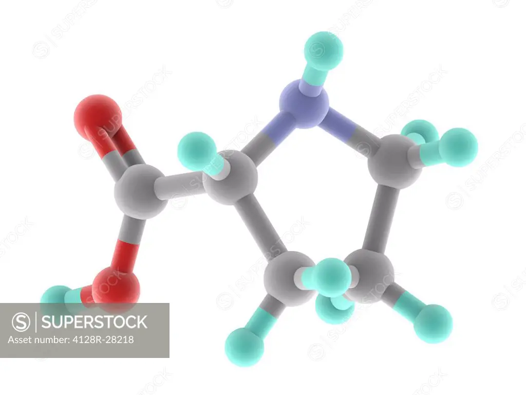 Proline, molecular model. Non-essential alpha-amino acid, one of the 20 DNA-encoded amino acids. Atoms are represented as spheres and are colour-coded...