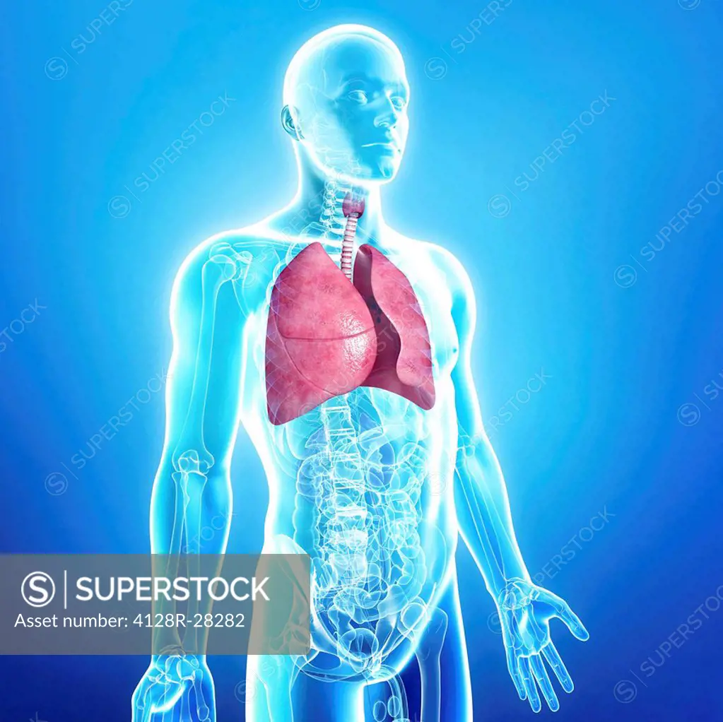 Healthy lungs, computer artwork.