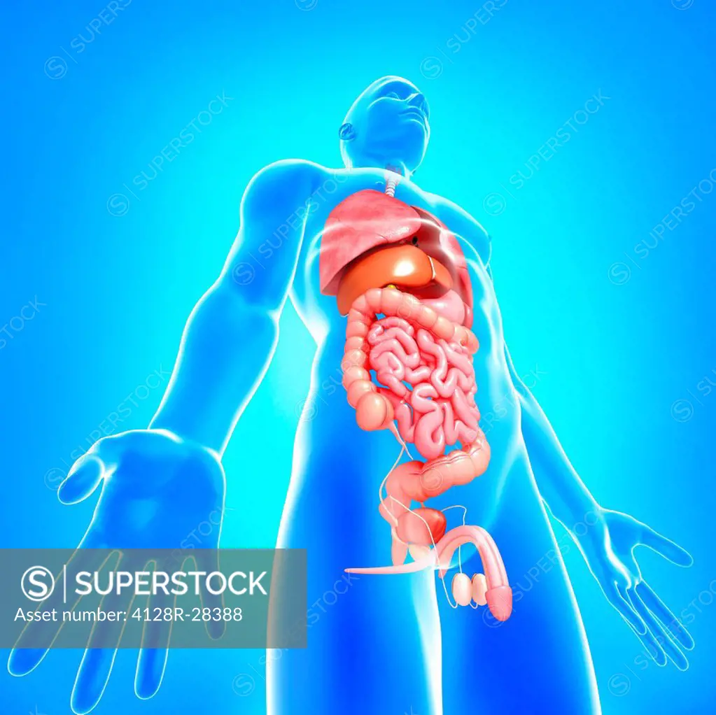 Male anatomy, computer artwork.