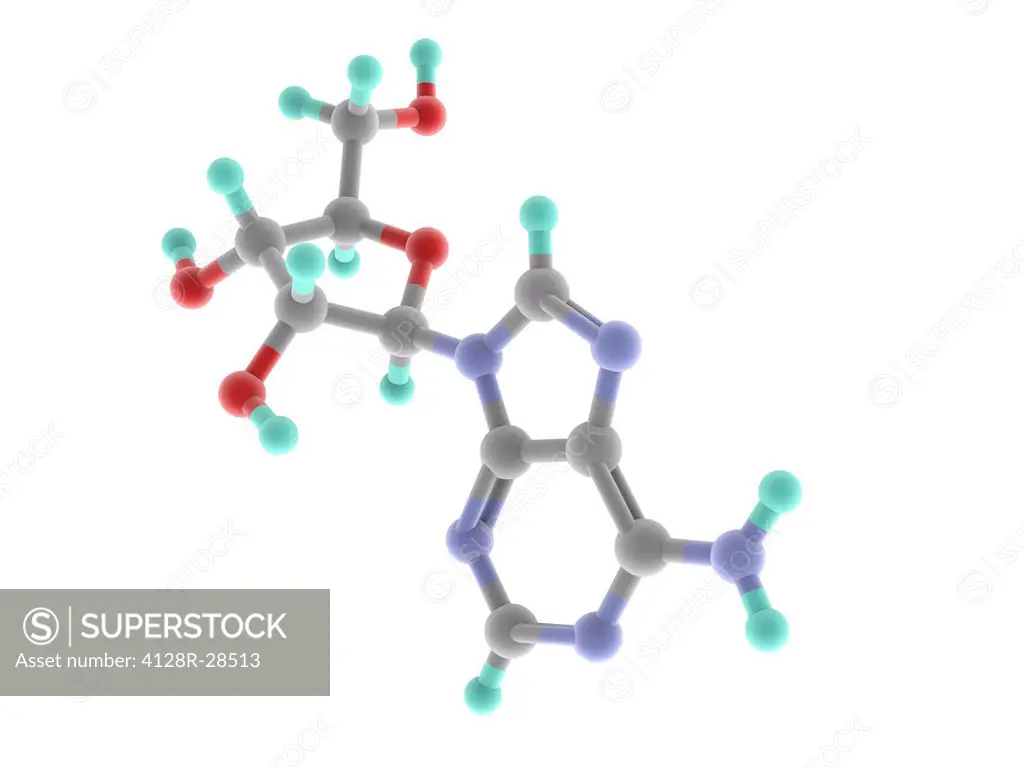 Adenosine monophosphate (AMP), molecular model. Nucleotide used as a monomer in RNA. Atoms are represented as spheres and are colour-coded: carbon (gr...