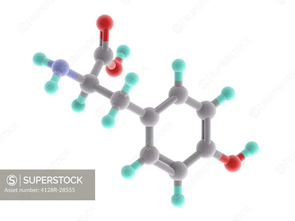 Tyrosine, molecular model. Non-essential amino acid; one of the 20 amino acids used to synthesize proteins. Atoms are represented as spheres and are c...