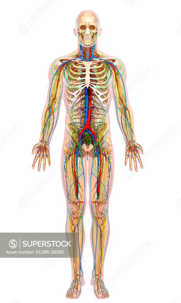 Human anatomy, computer artwork.