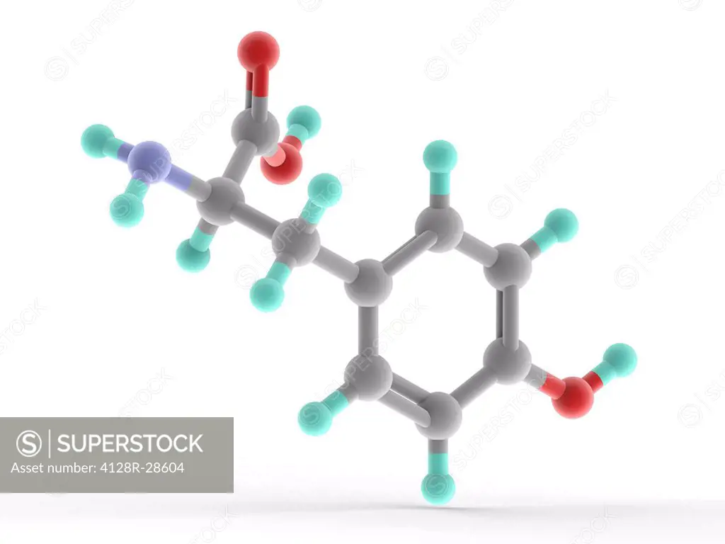 Tyrosine, molecular model. Non-essential amino acid; one of the 20 amino acids used to synthesize proteins. Atoms are represented as spheres and are c...