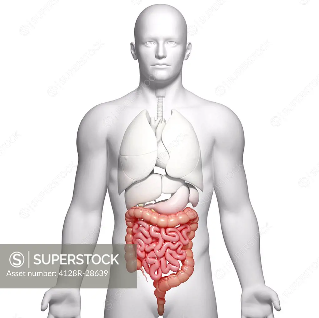 Male intestines, computer artwork.