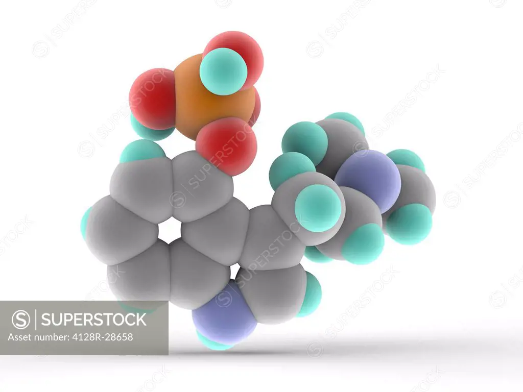 Psilocybin, molecular model. Naturally occurring psychedelic compound found in psilocybin mushrooms. The effects include euphoria and hallucinations. ...
