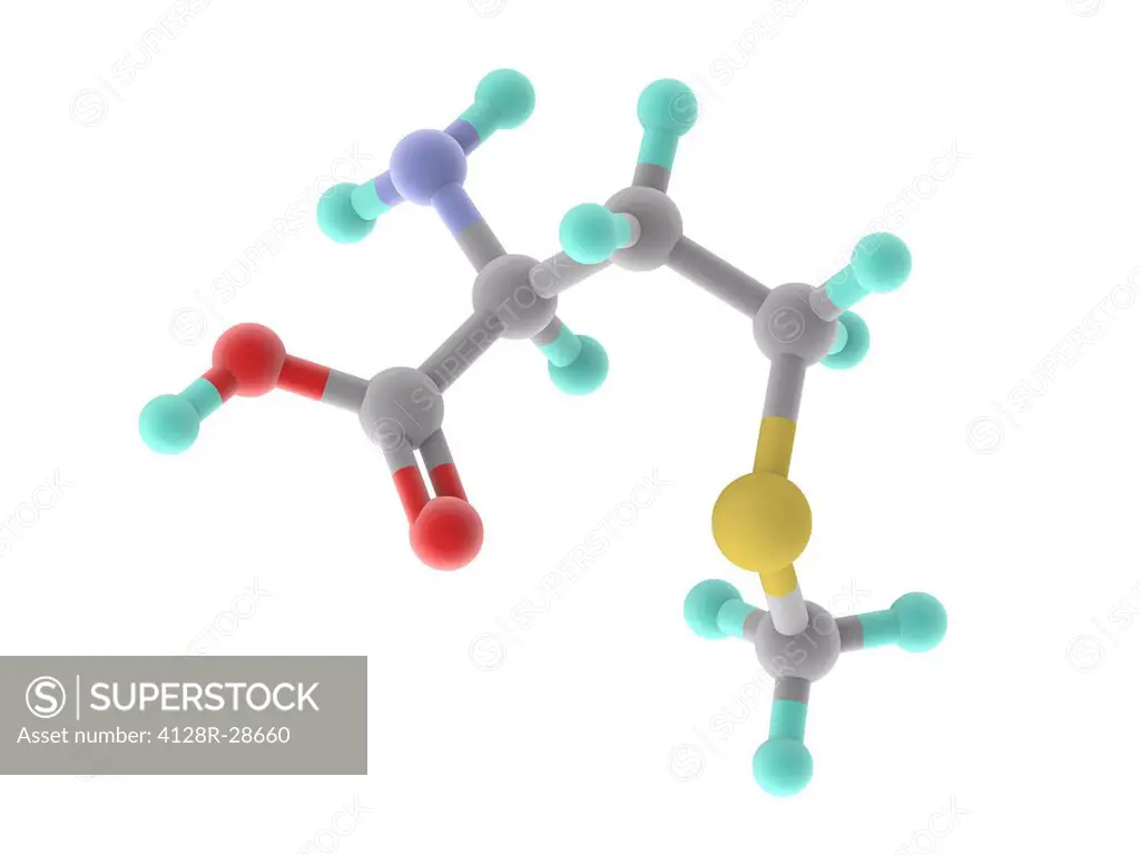 Methionine, molecular model. Essential alpha-amino acid. Atoms are represented as spheres and are colour-coded: carbon (grey), hydrogen (blue-green), ...