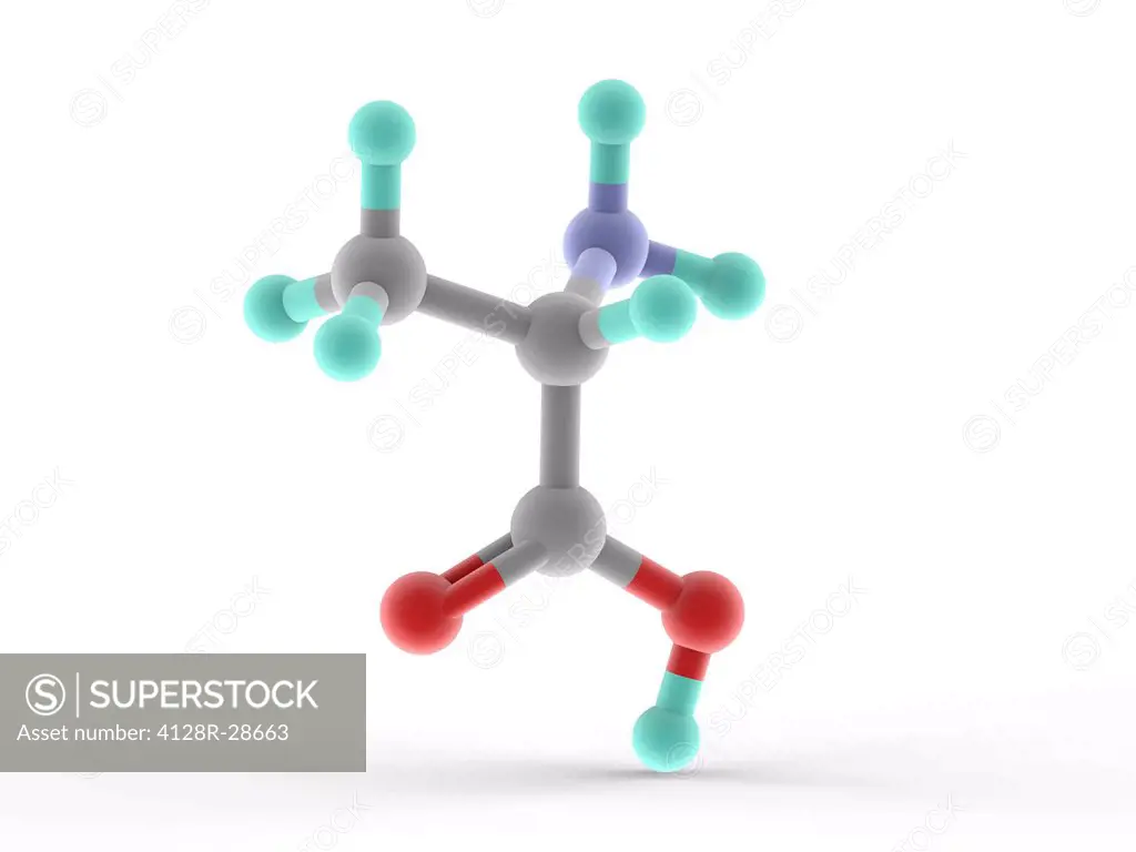 Alanine, molecular model. Alpha-amino acid that can be synthesised by the body. Atoms are represented as spheres and are colour-coded: carbon (grey), ...