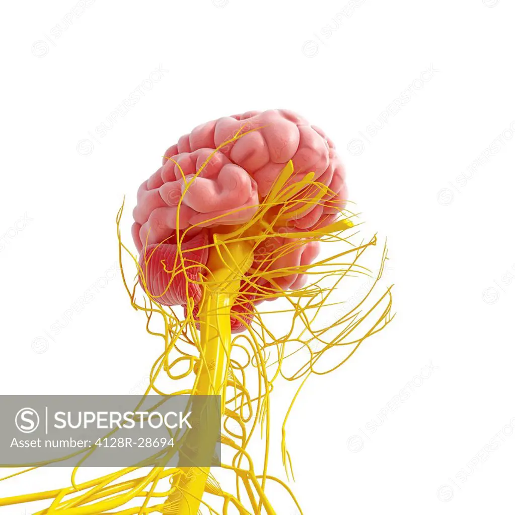 Central nervous system, computer artwork.