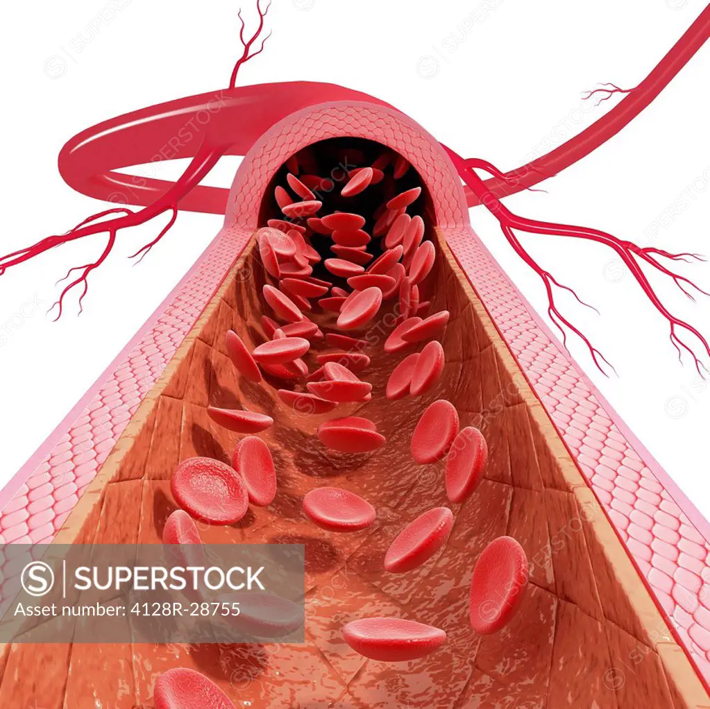 Healthy artery, computer artwork.