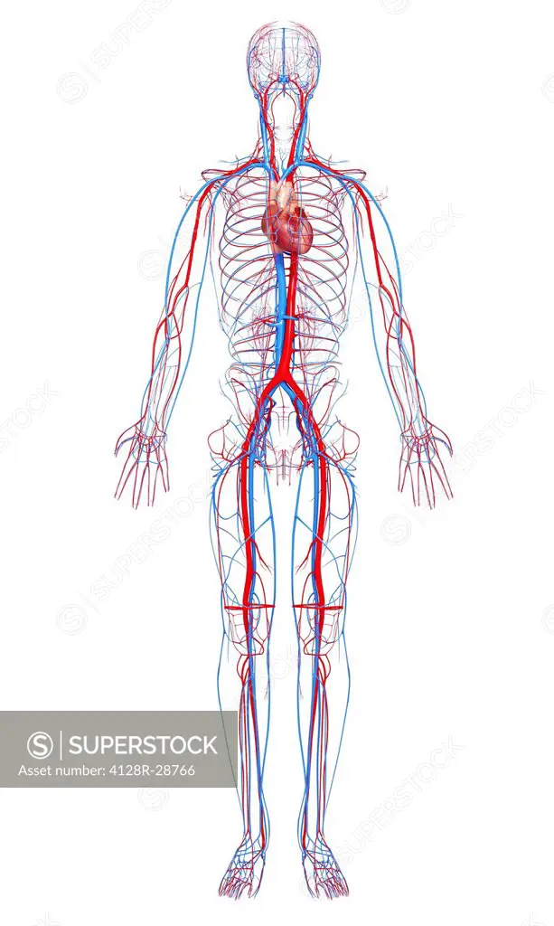 Cardiovascular system, computer artwork.
