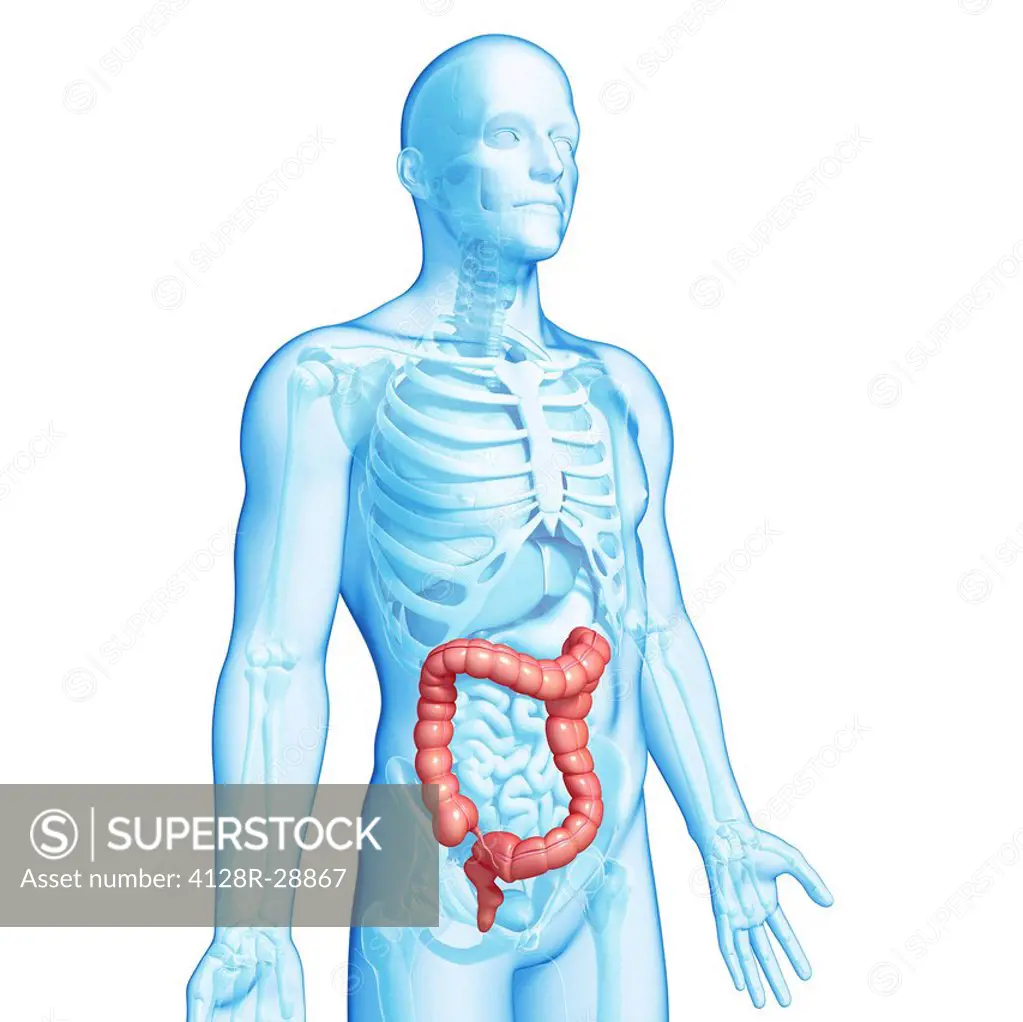 Healthy large intestines, computer artwork.