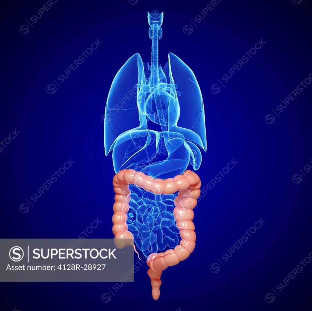 Healthy large intestines, computer artwork.