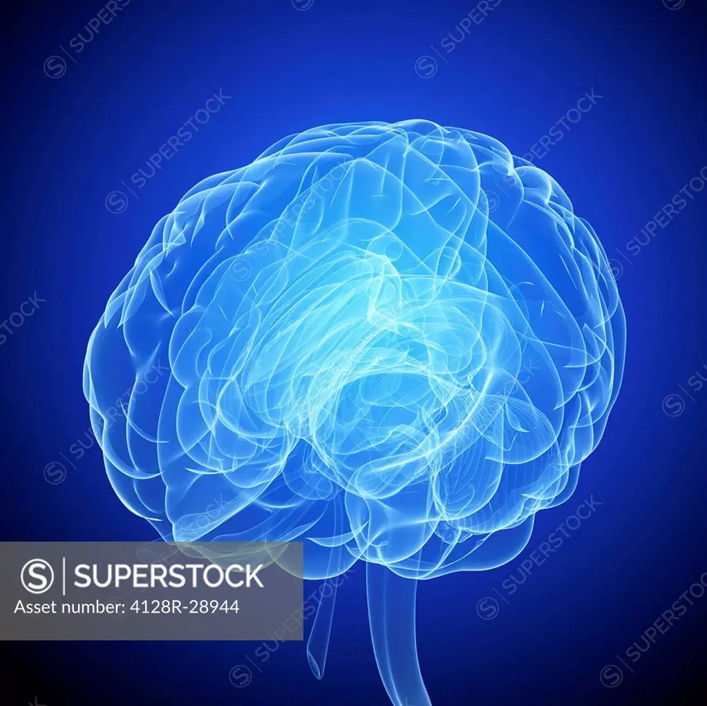 Human brain, computer artwork.