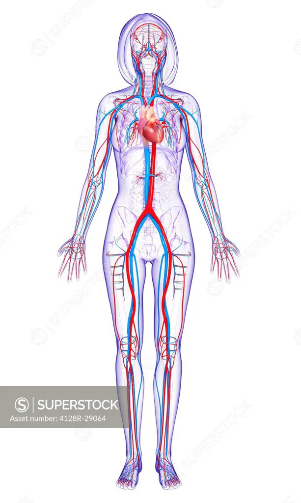 Female cardiovascular system, computer artwork.