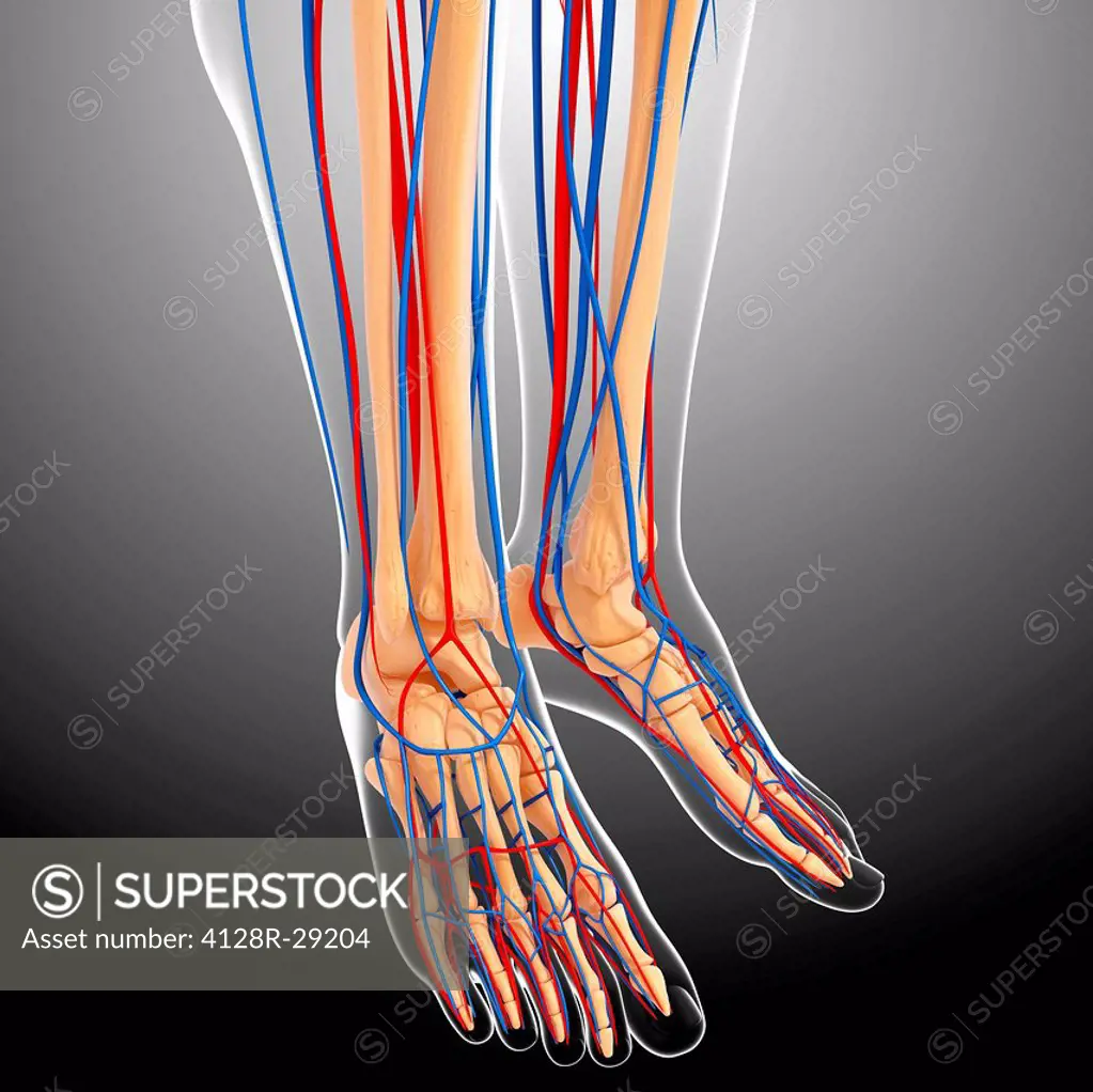 lower leg anatomy, computer artwork.