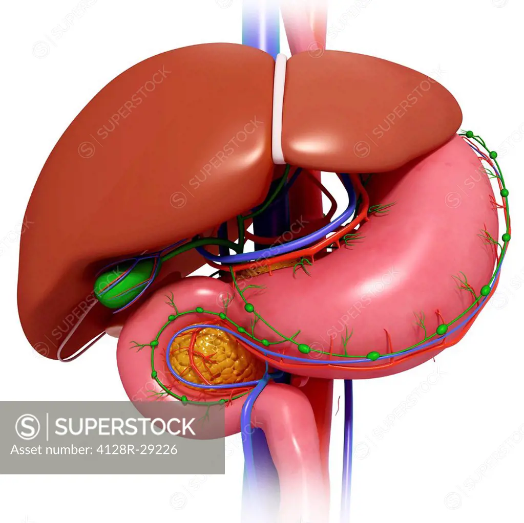 Healthy digestive system, computer artwork.