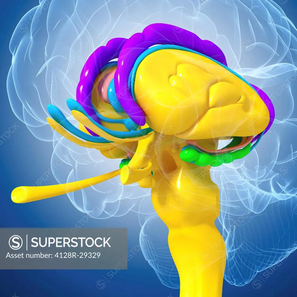 Brain anatomy, computer artwork.