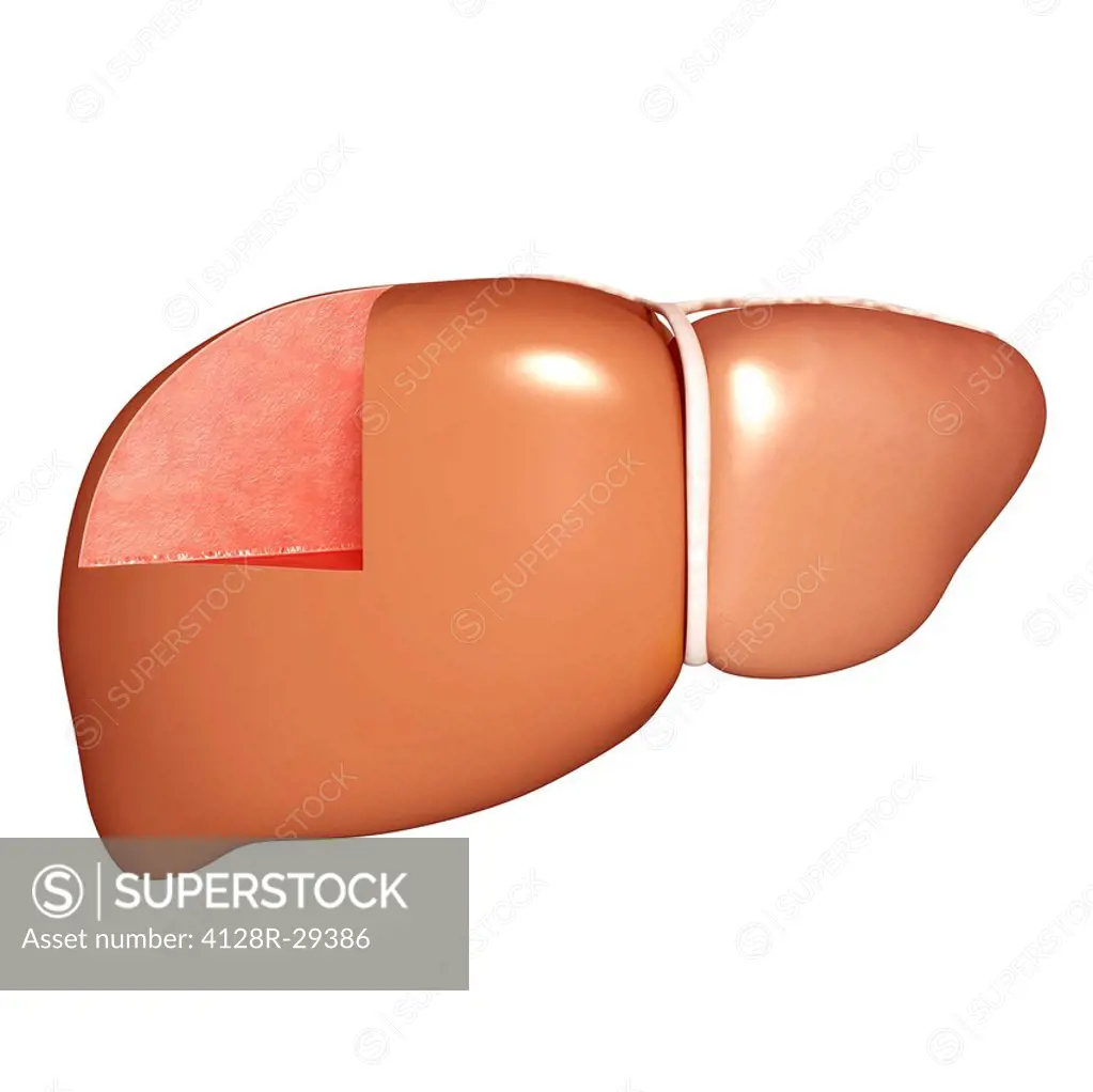 Healthy liver, computer artwork.