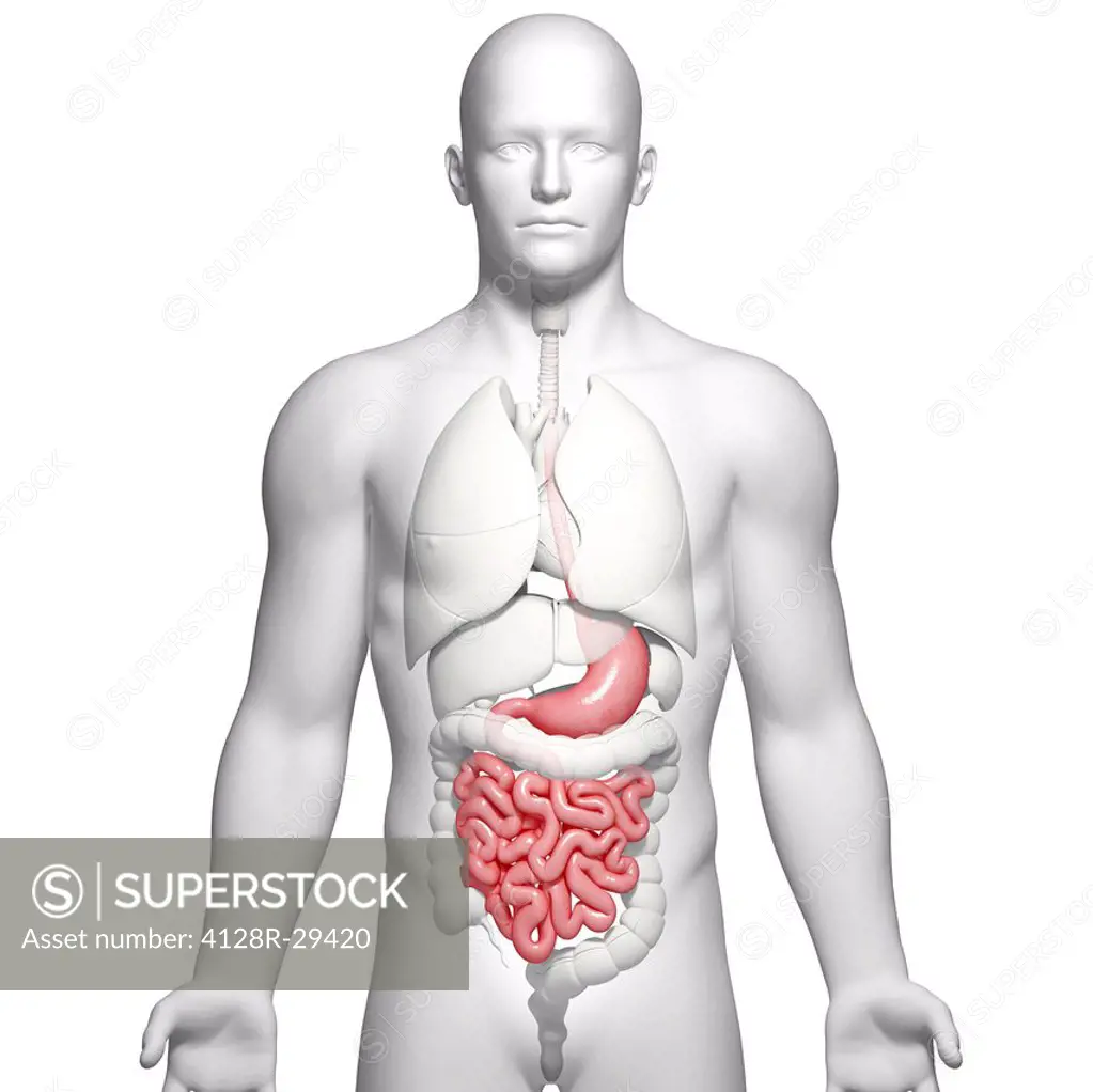 Male digestive system, computer artwork.