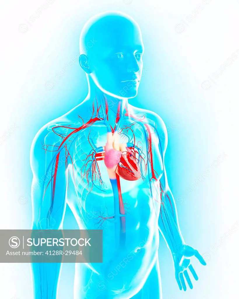 Male cardiovascular system, computer artwork.