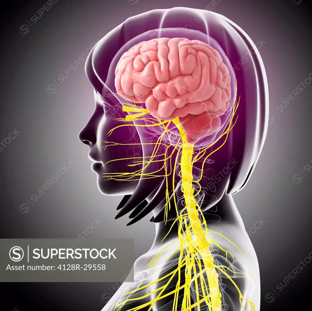 Female central nervous system, computer artwork.