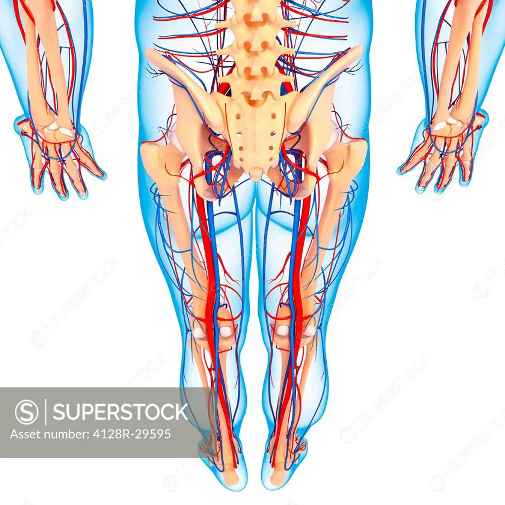 Lower body anatomy, computer artwork.