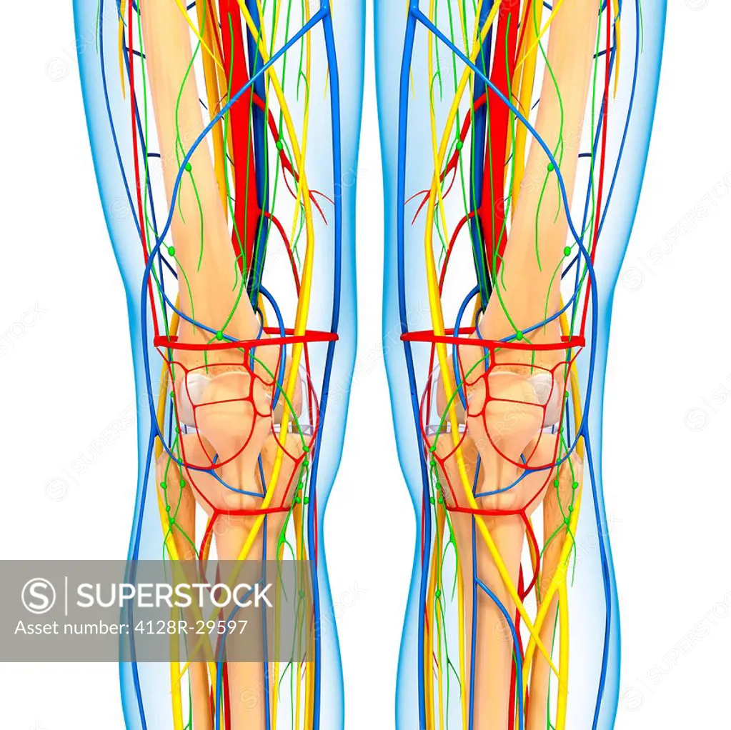 Knee anatomy, computer artwork.