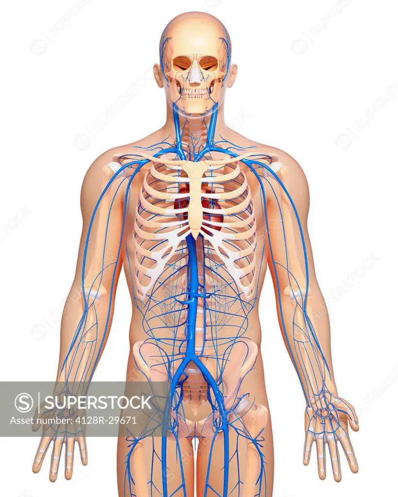 Human veins, computer artwork.
