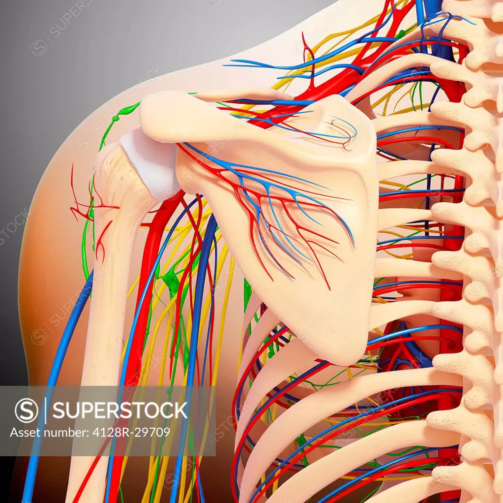 Shoulder anatomy, computer artwork.