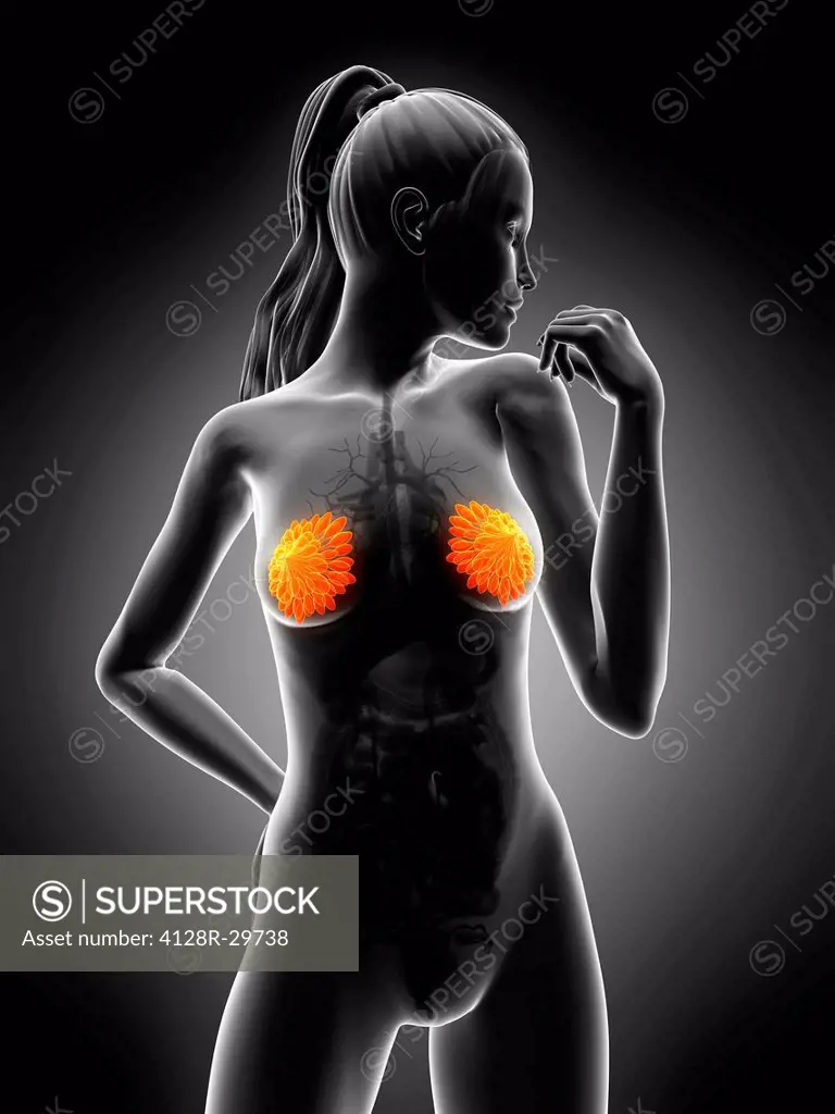 Breast anatomy, computer artwork.