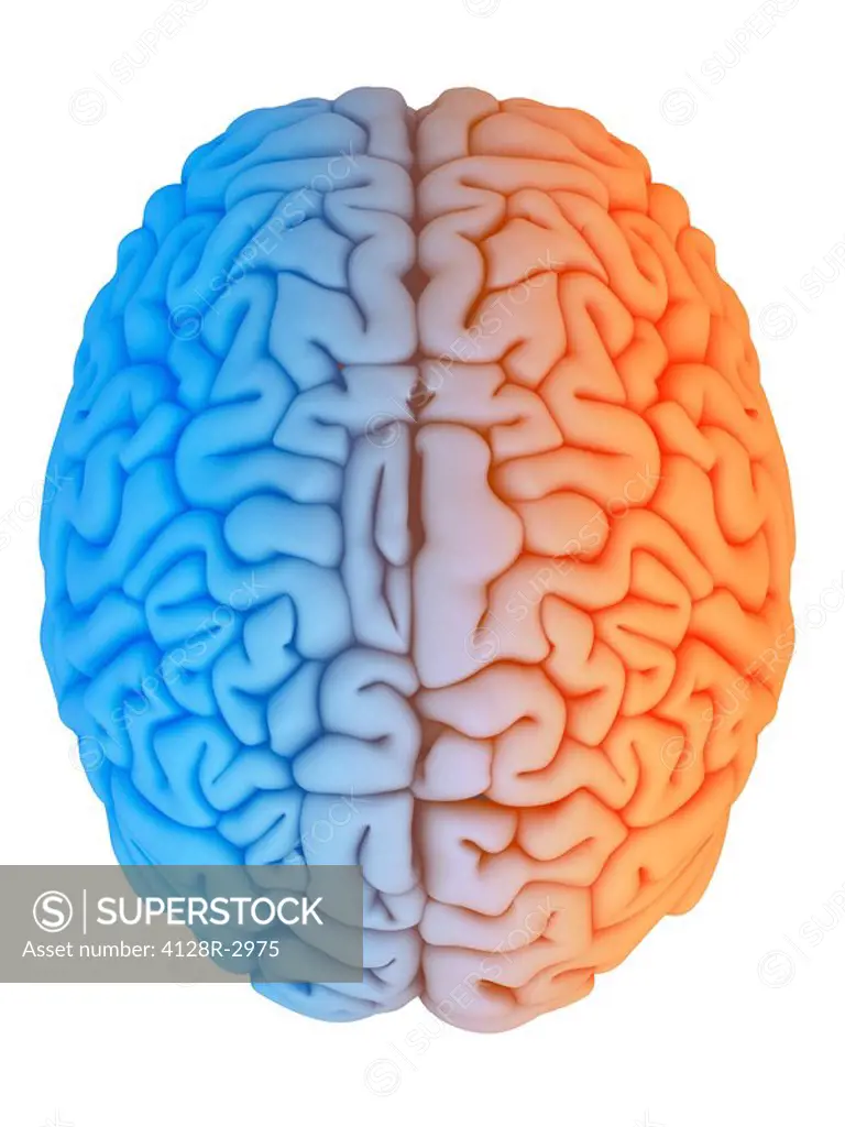 Human brain. Computer artwork depicting left and right brain hemisphere.