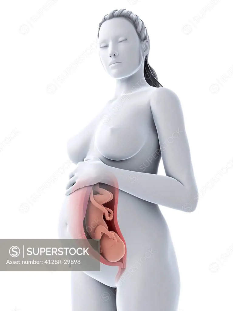 Pregnancy, computer artwork.