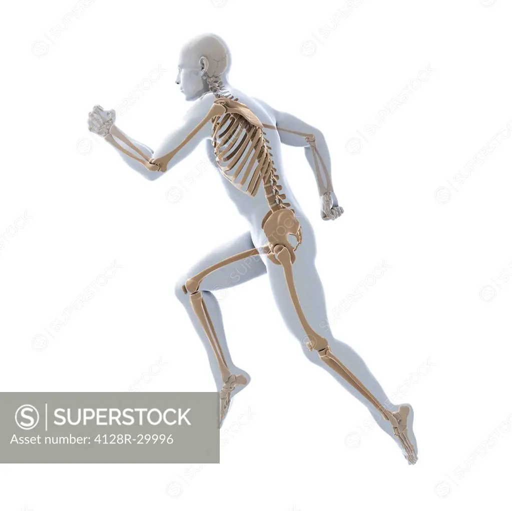 Running skeleton, computer artwork.