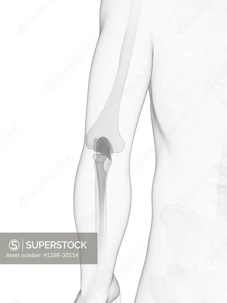 Elbow joint, computer artwork.