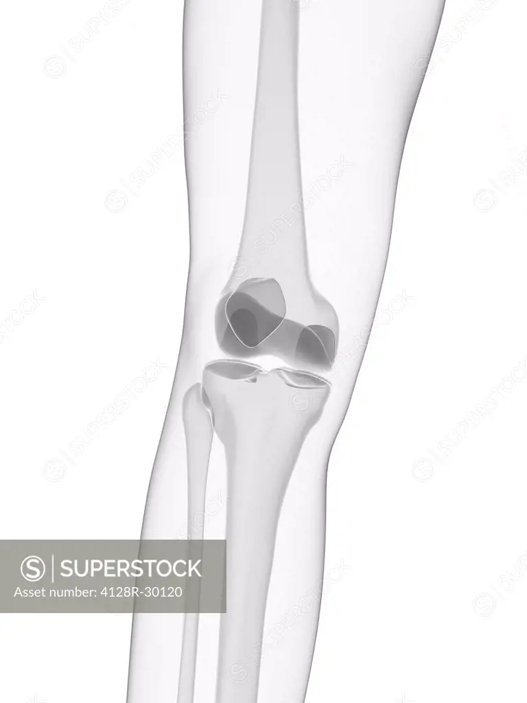 Knee joint, computer artwork.