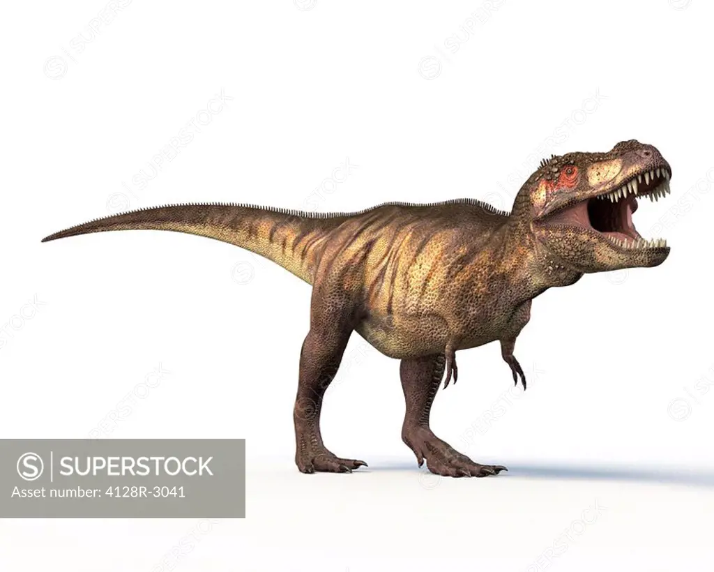 Tyrannosaurus rex dinosaur, artwork.