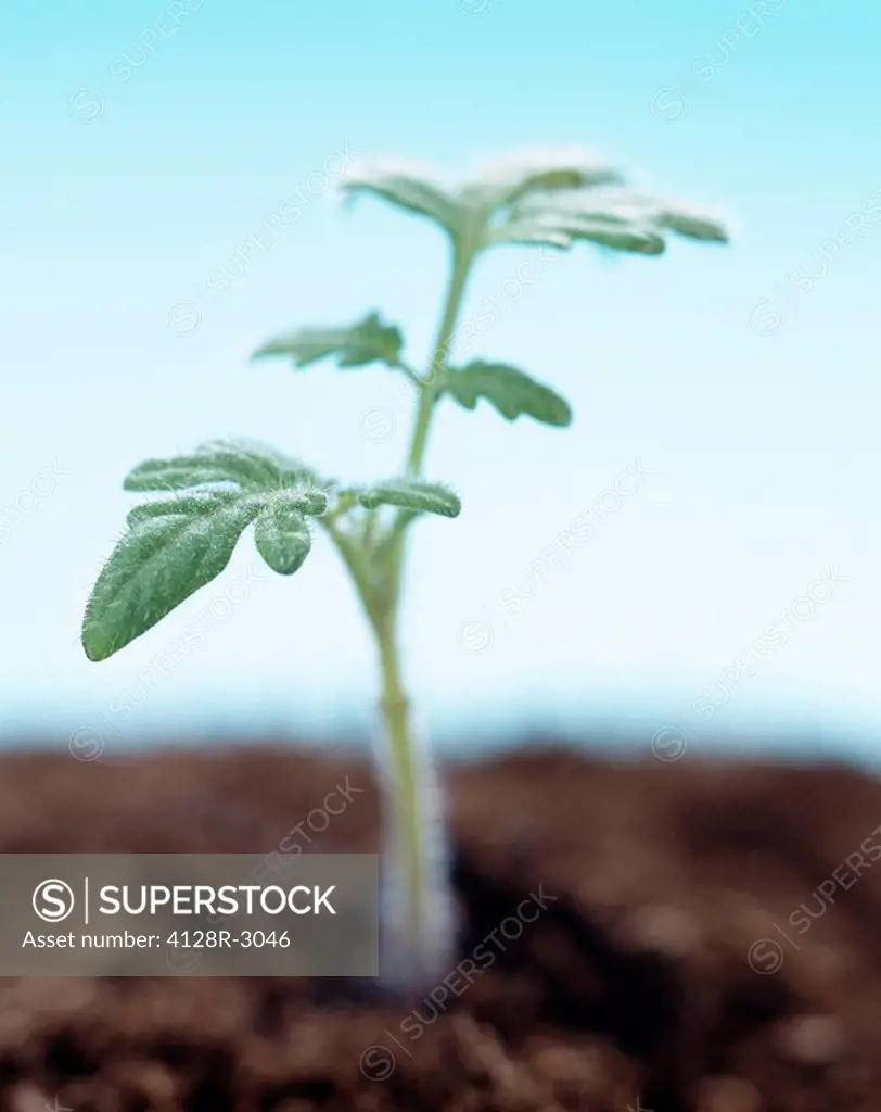 Young tomato plant