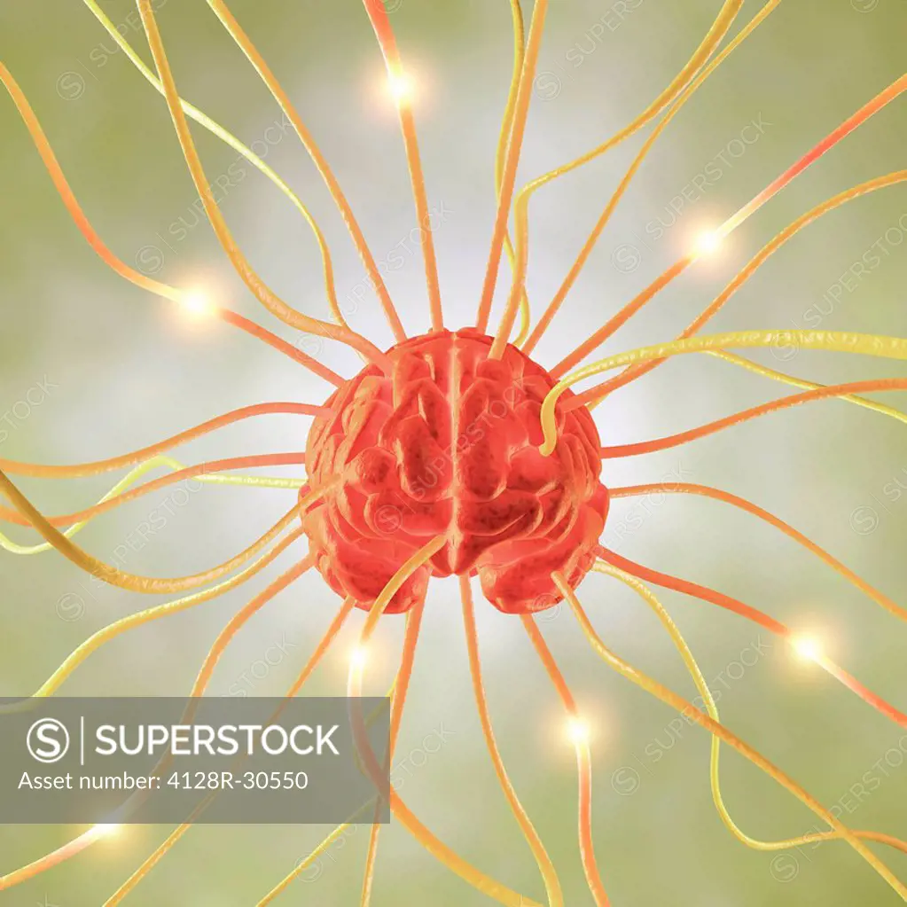 Central nervous system, conceptual computer artwork.