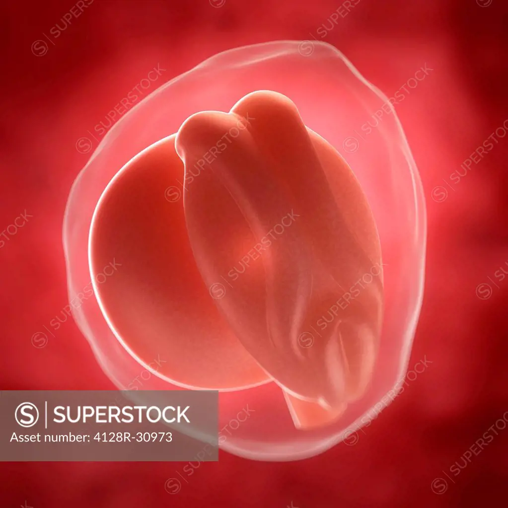 Embryo at 3 weeks, computer artwork.
