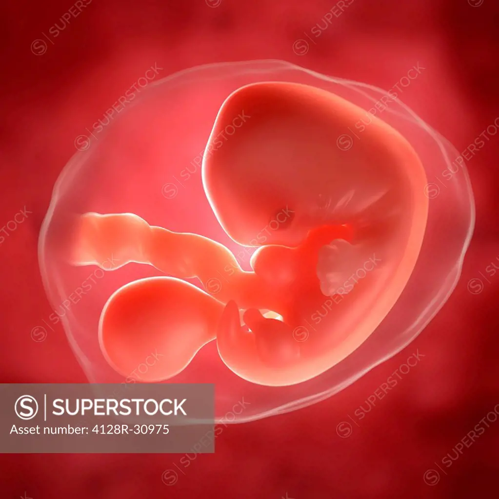 Embryo at 5 weeks, computer artwork.